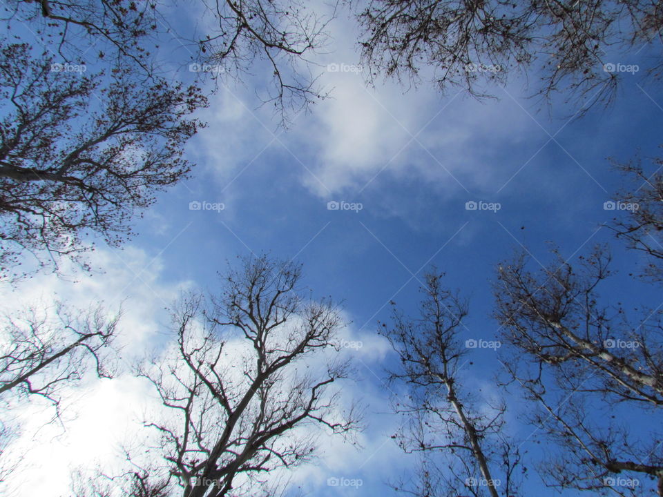 Sycamore Blue. Looked up to see this beautiful able Sky accented by fluffy clouds through the Sycamores!