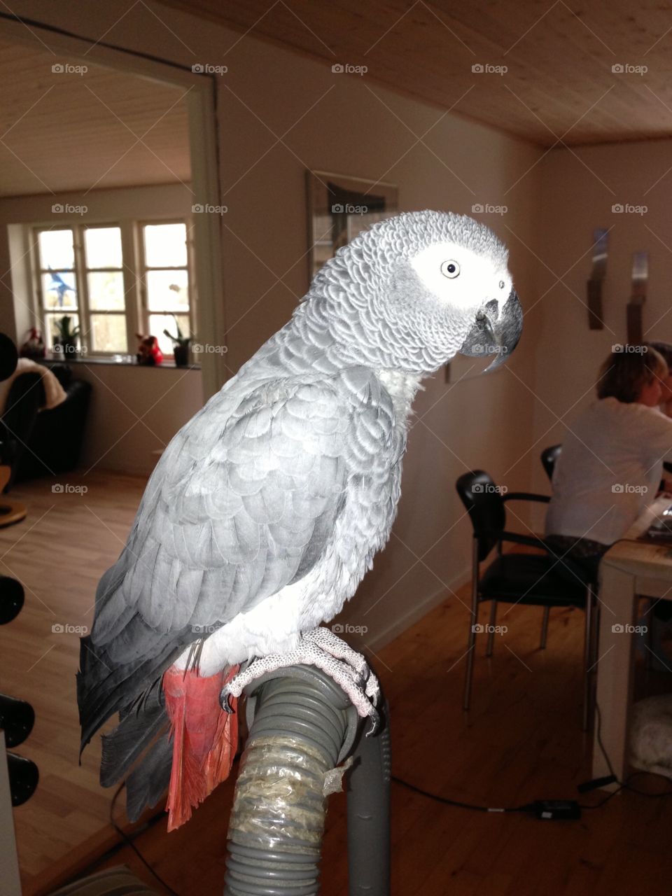 Grey parrot 