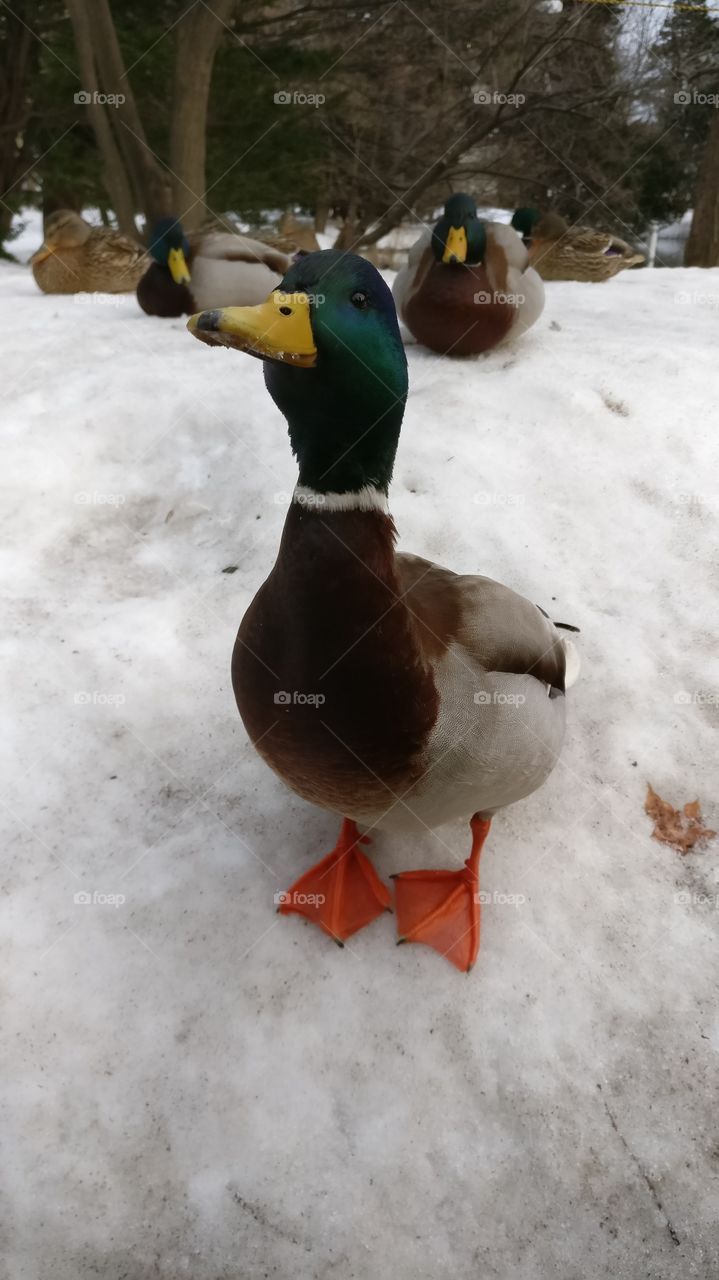 Duck in Japan