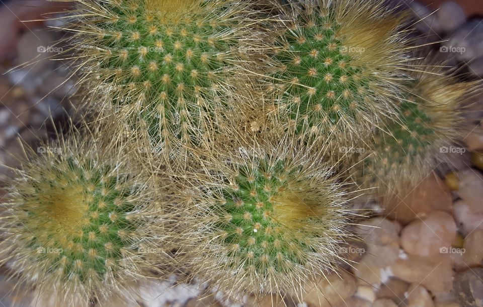 cacti