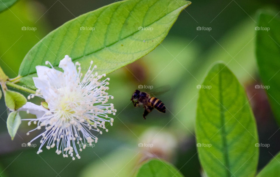 guava flower with flying bee