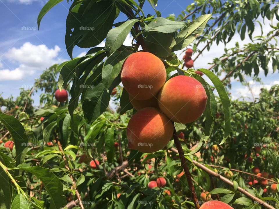 Peaches on a tree hanging in the sun waiting to be picked 