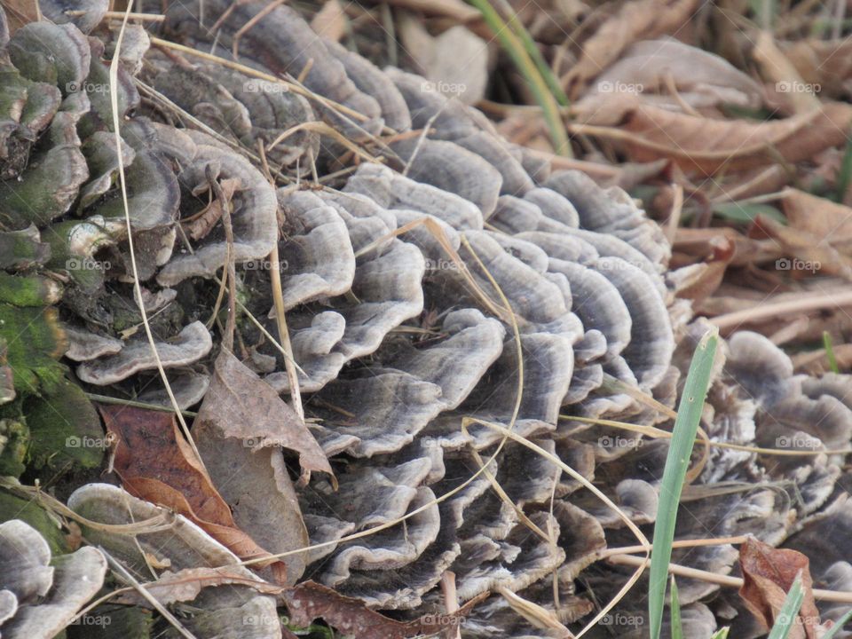 коричневый