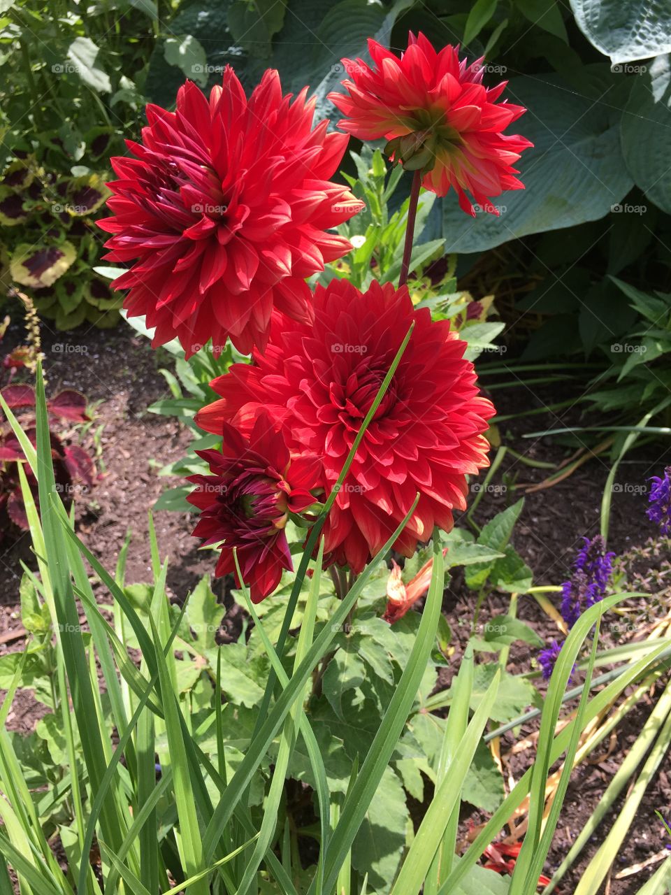 Red dahlia