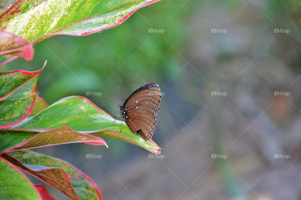 Butterfly rest on leaf