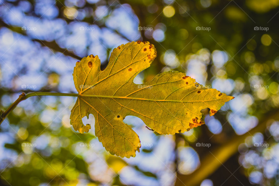 leaf turning orange during autum season