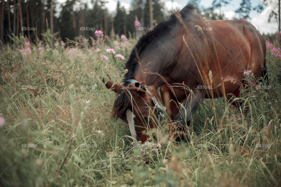 Grazing horse at summer day