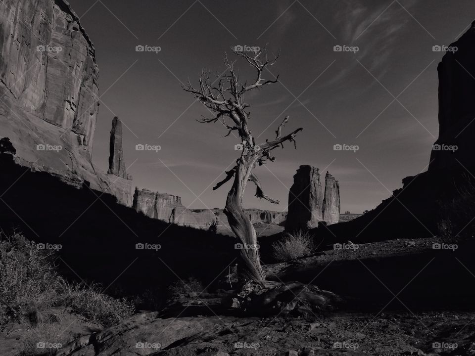 Dead tree. 
Canyon land, Utah. I think this tree looks better in b&w. More dramatic I'd say. 