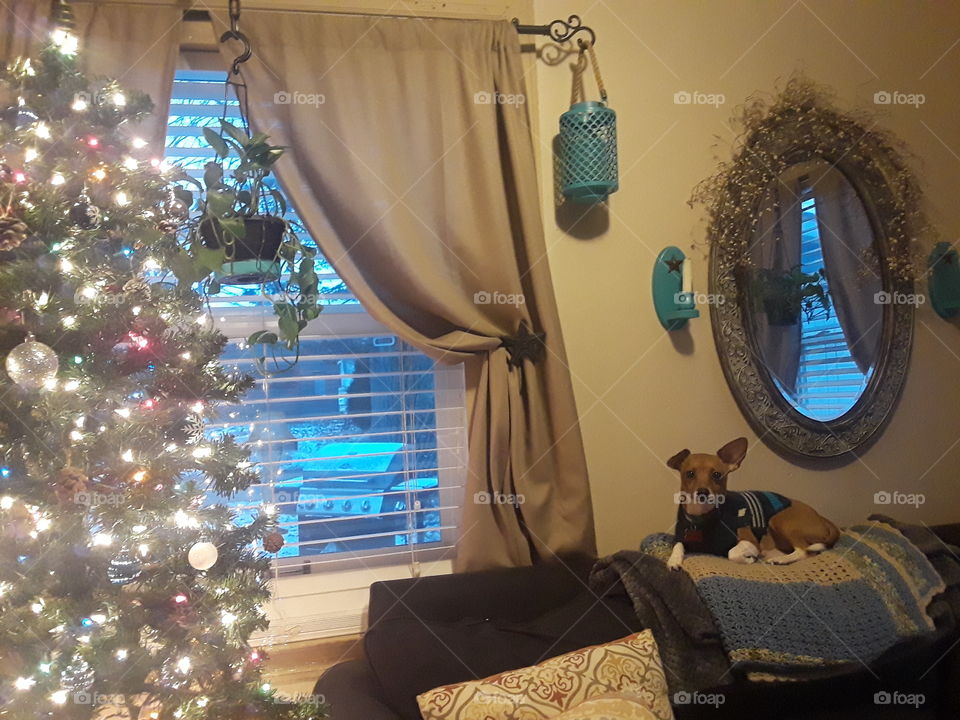 puppy n Xmas tree