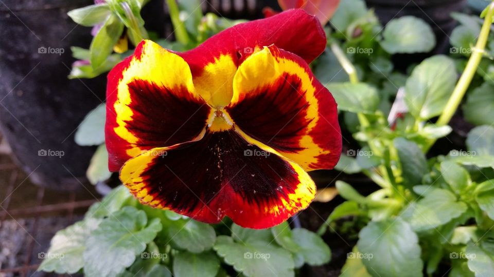 pansy