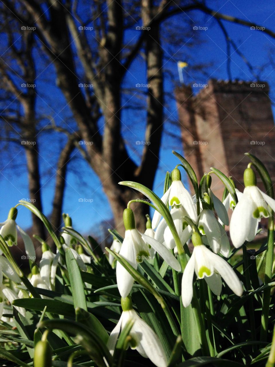 Snowdrops. Snowdrops