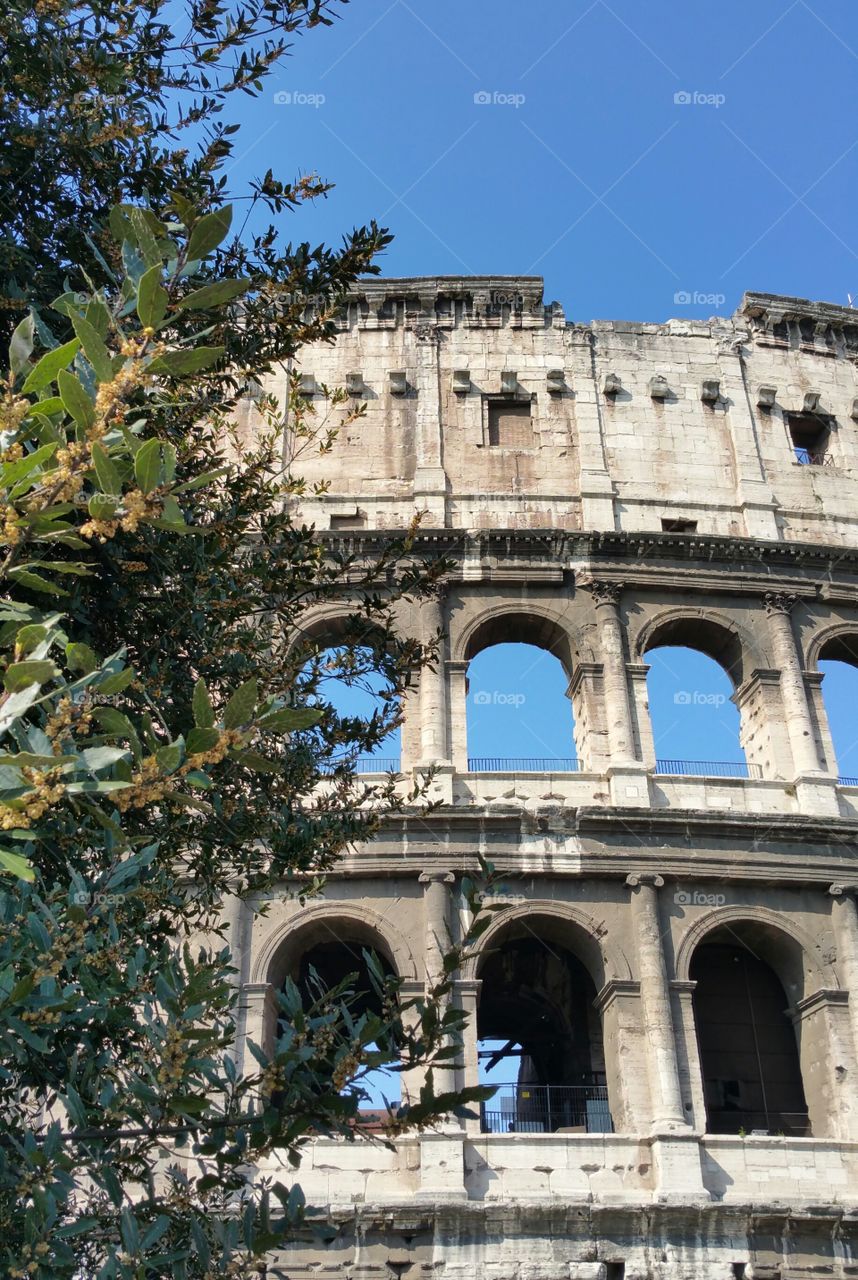 colosseum with tree. traveling around italy taking photos