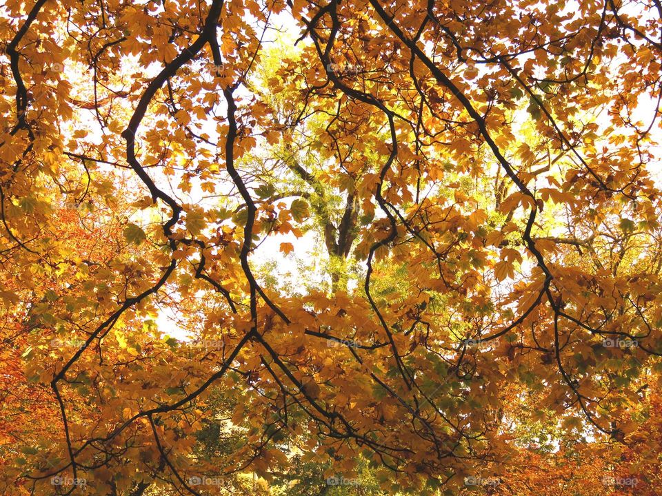 View of autumn trees