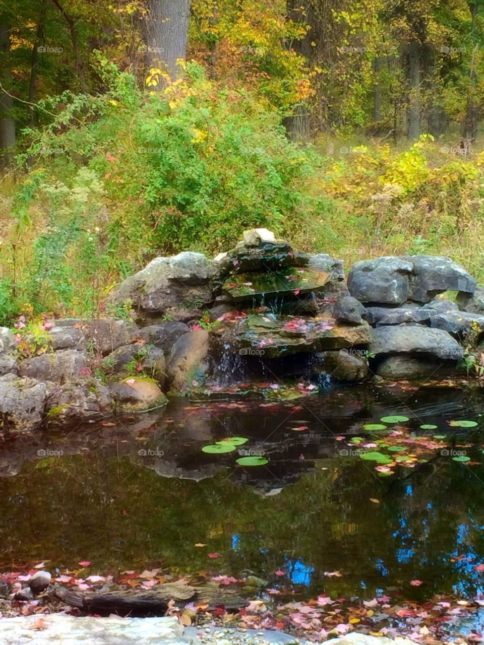 Pond 