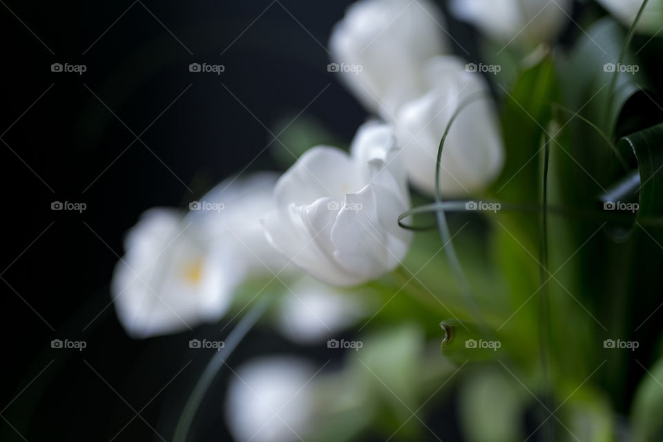 Beautiful tulips on the black background, smell of spring. Amazing view 