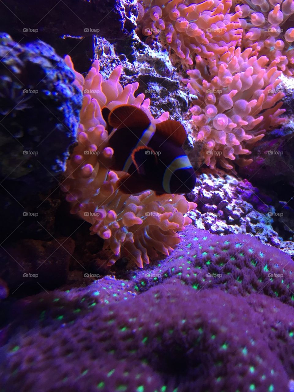 Clownfish snuggle