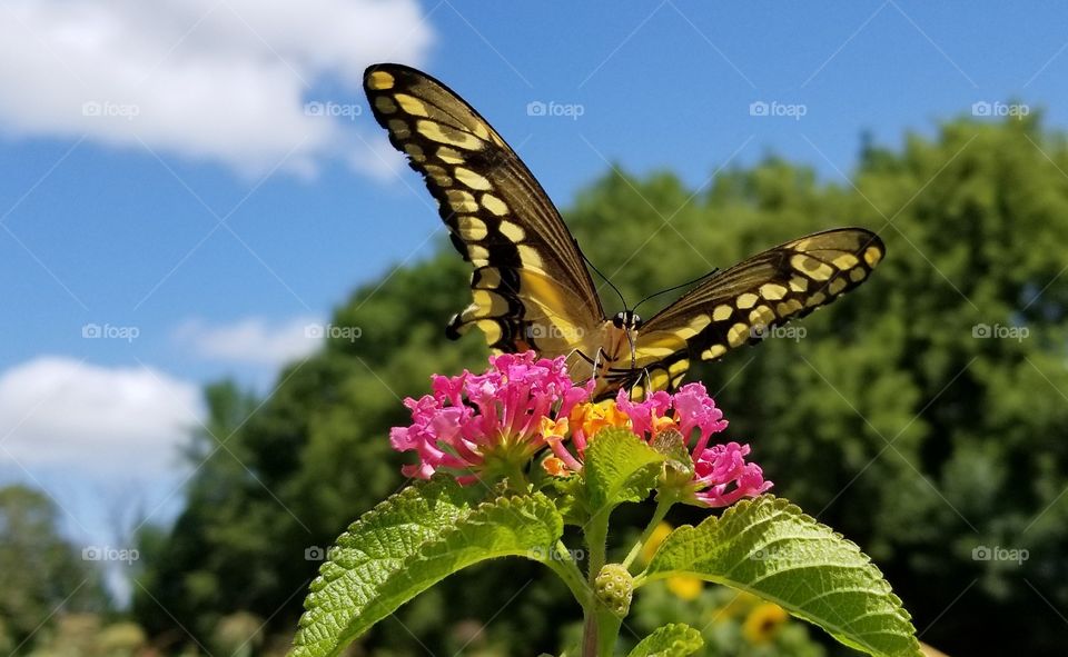 loading up on nectar