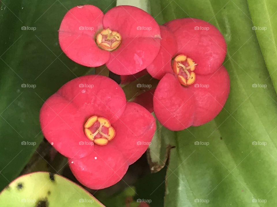 Red small sized flowers 