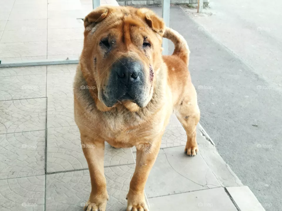 Dog)