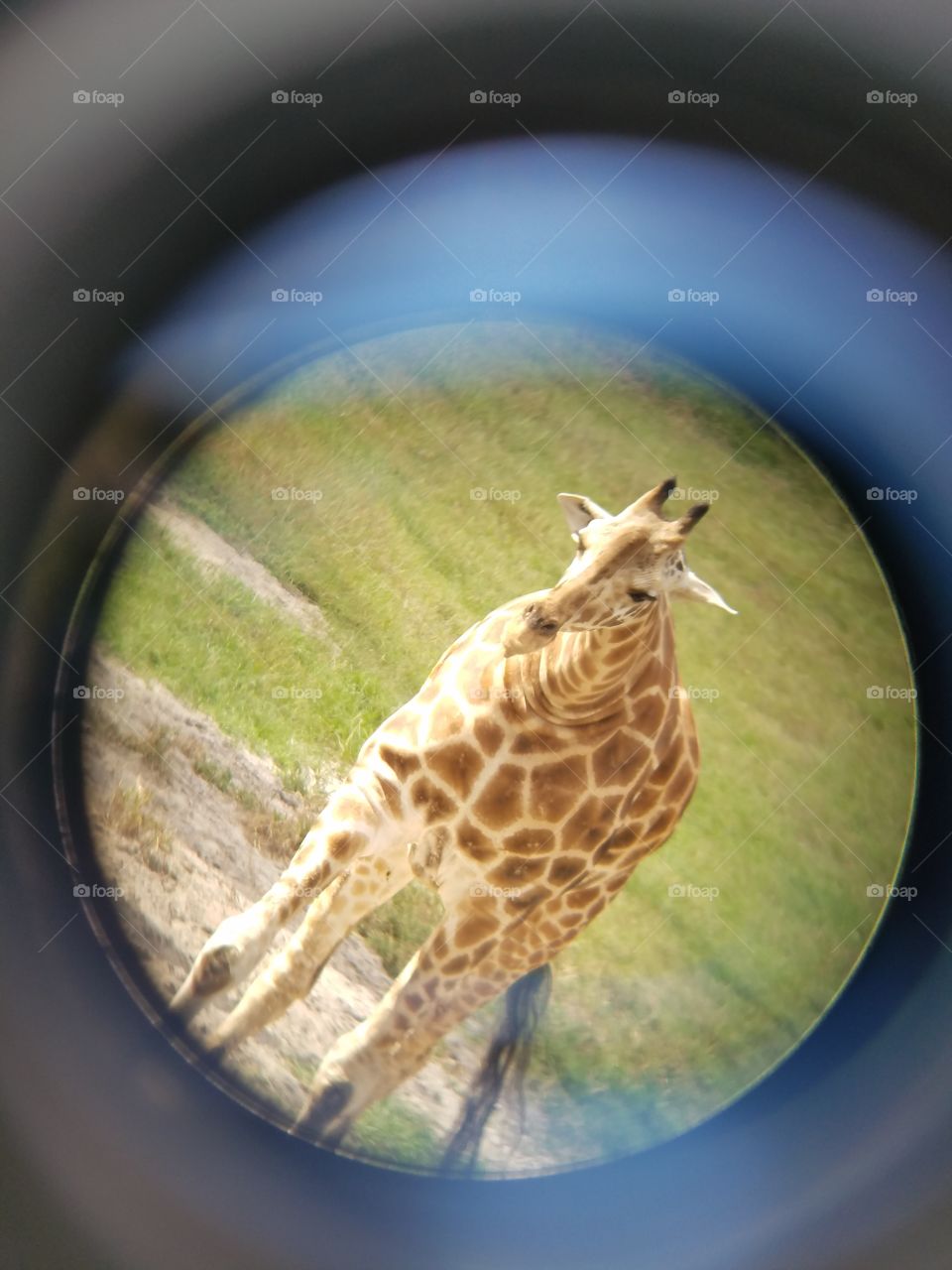 Giraffe through the looking glass