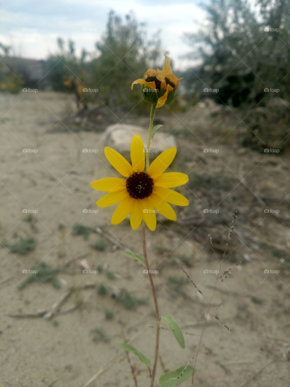 wild sunflower