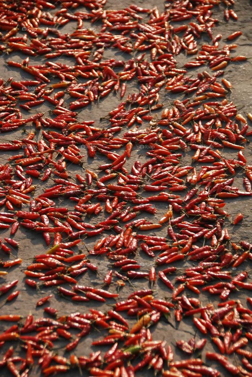 Yangzhou Drying Chilis