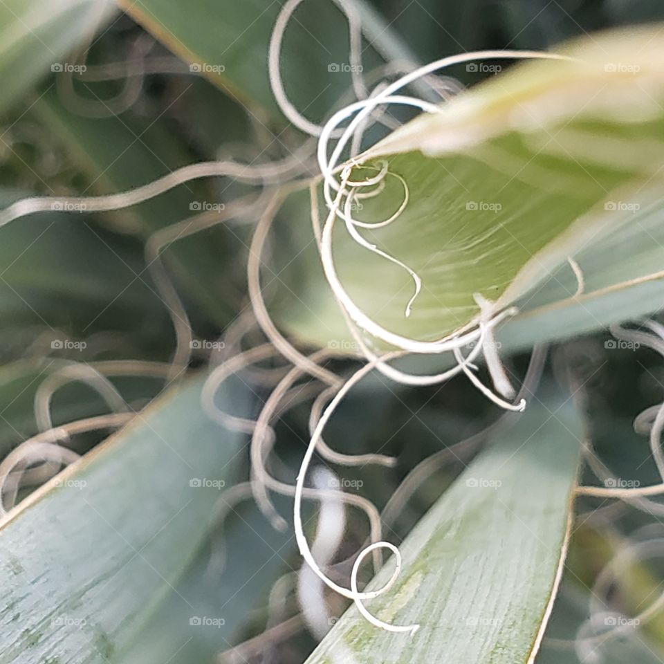 Leaf strings