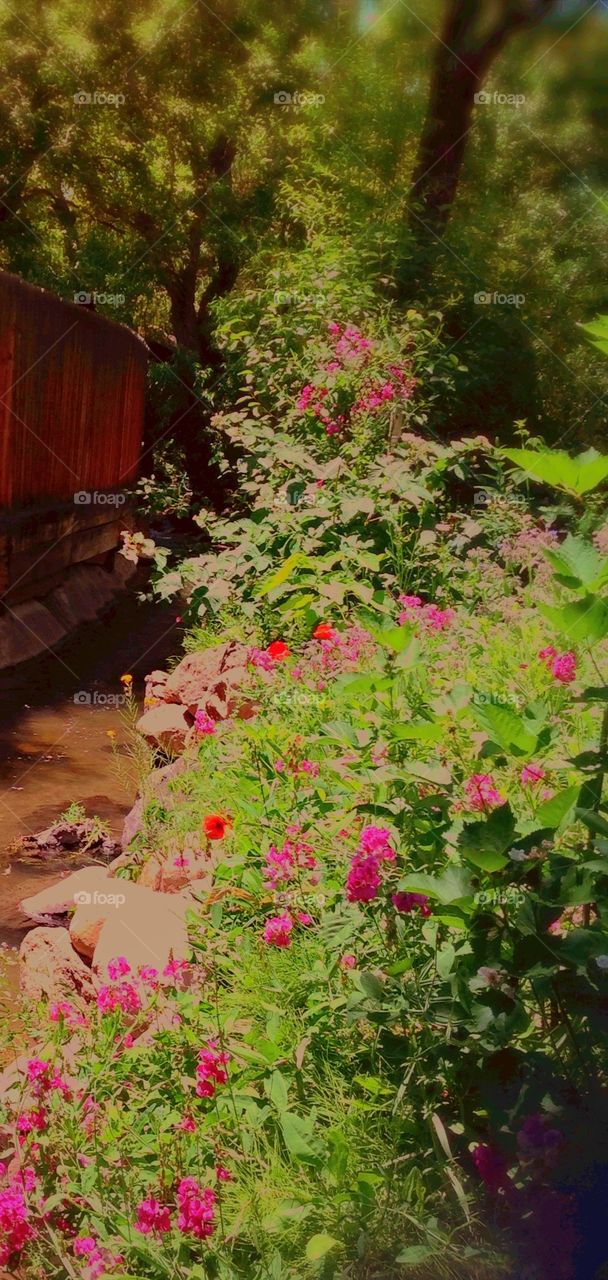 Pink sweet pea garden and stream