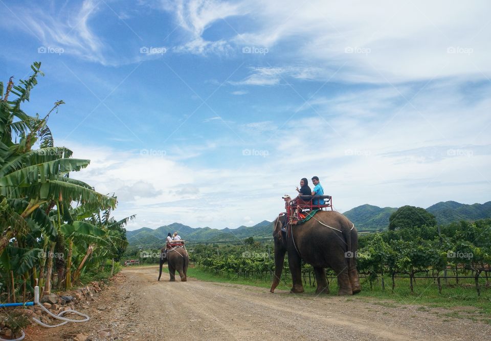 The Day Tour. Friends are enjoying their day with elephant ride in Thailand.