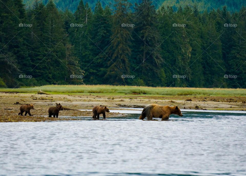 Bear mum walks with her cubs into the water