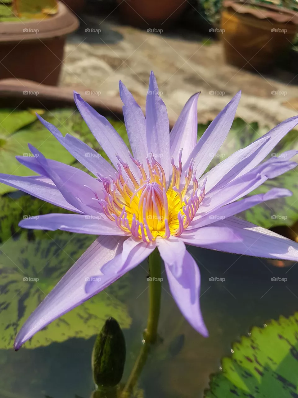 Lotus flower in the garden