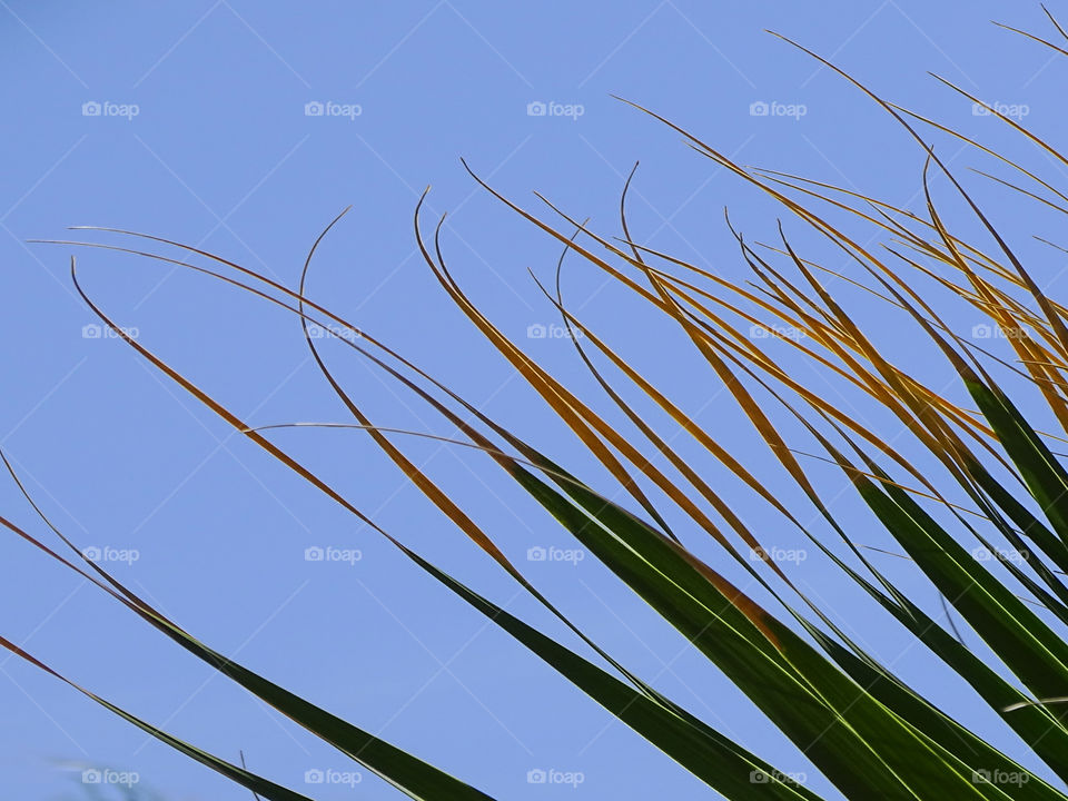 Like the sound of a violin