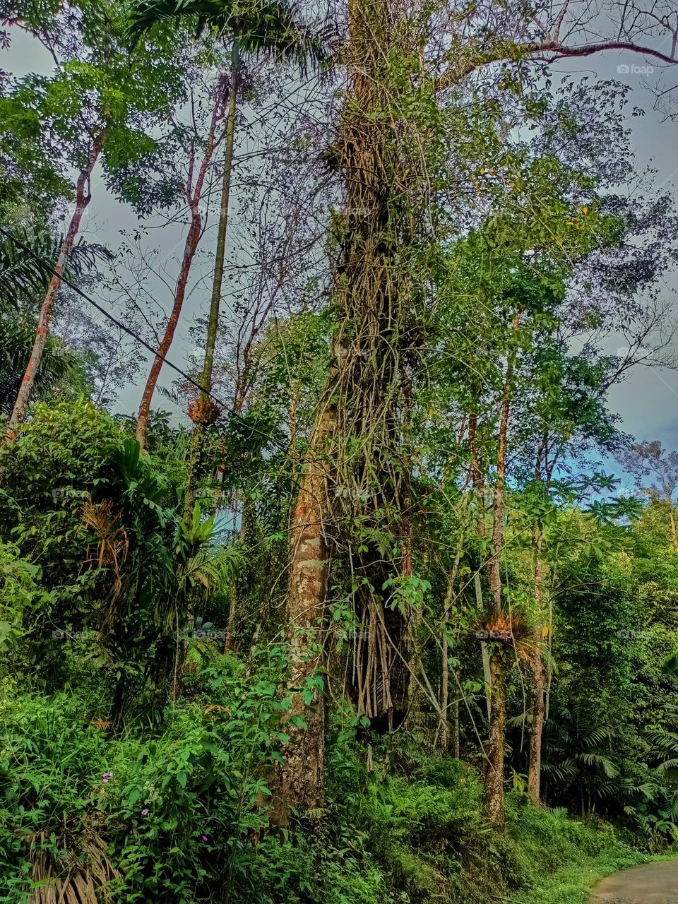 Trees with complicated trunks. Tree trunks that are hooked and hanging