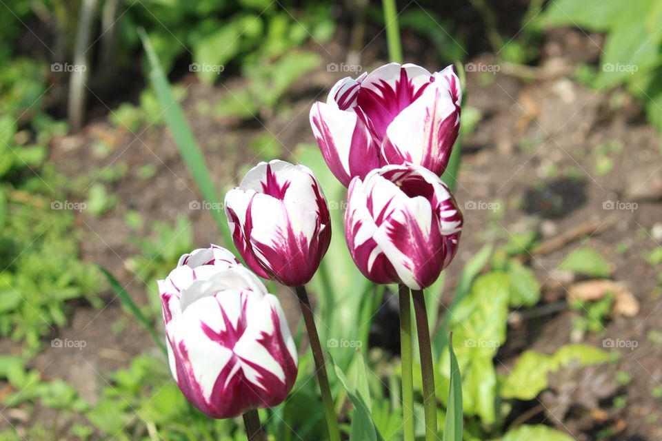 Tulips in full bloom