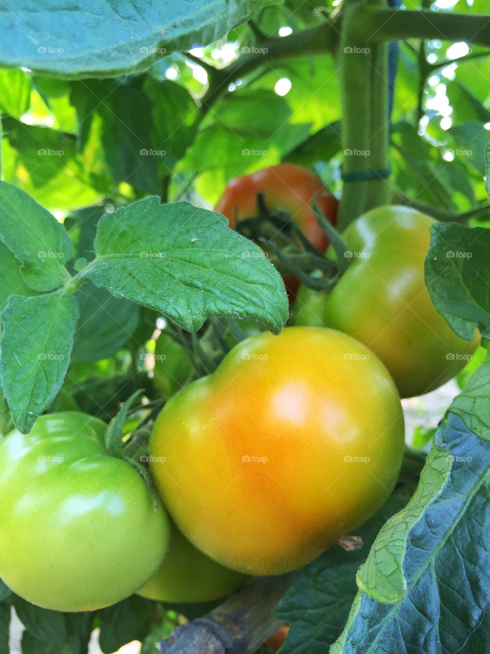 Tomatos on the plant. Tomatos on the plant not ripe