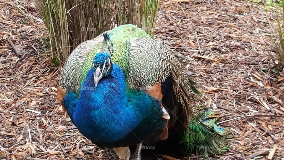 Proud Blue Peacock 