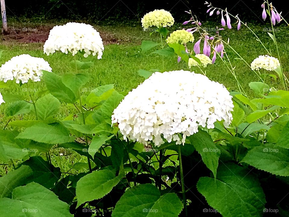 White hydrangea flowers 