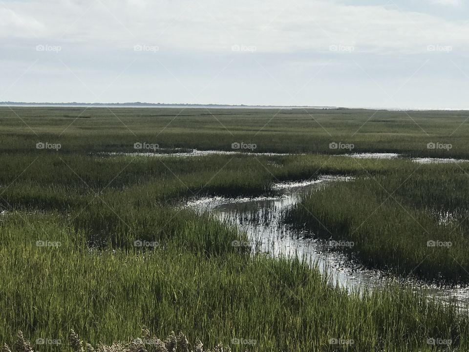 View of the marsh.