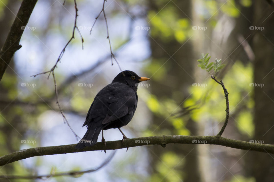 Blackbird sitting on a branch in the forest, spring .
Koltrast sitter på gren i skogen , vår 