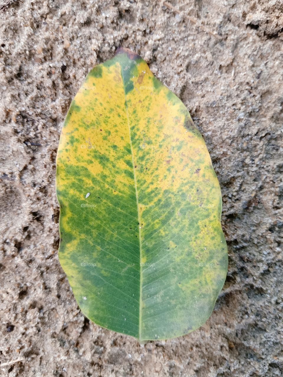 Leaf