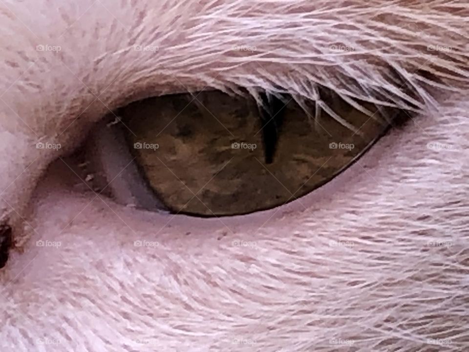 Beautiful cat’s eye