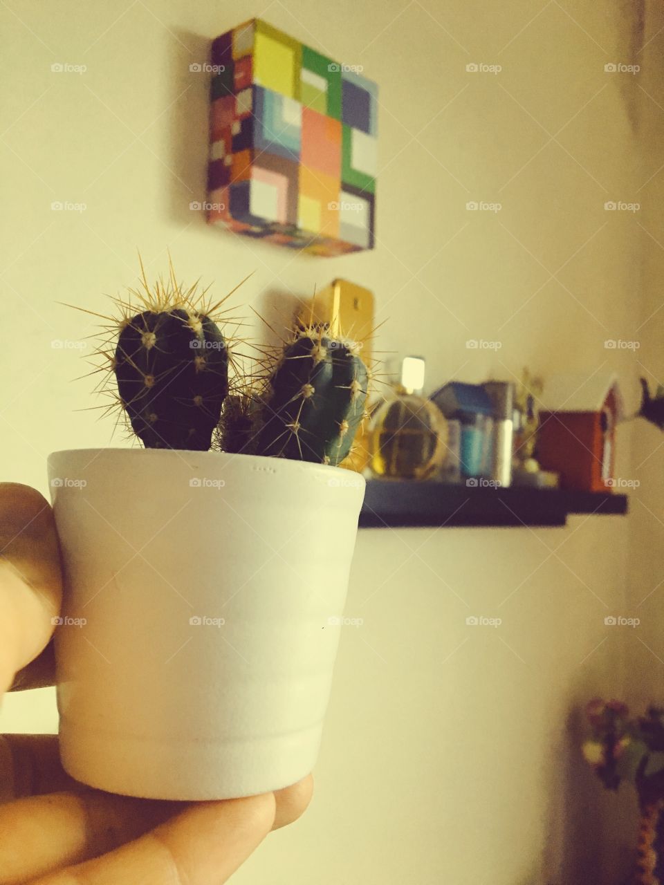 Small Cactus plant 