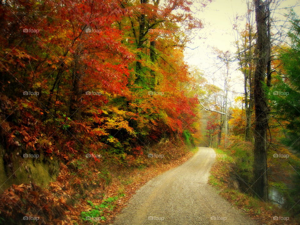 A gravel, dirt road on a beautiful autumn day!