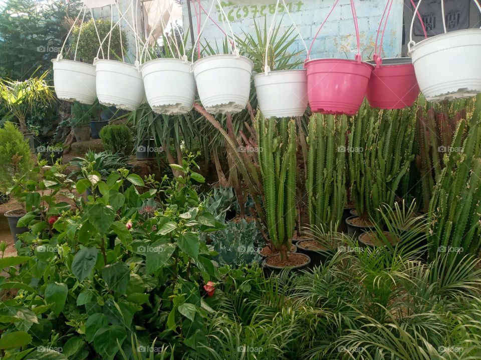green plants
