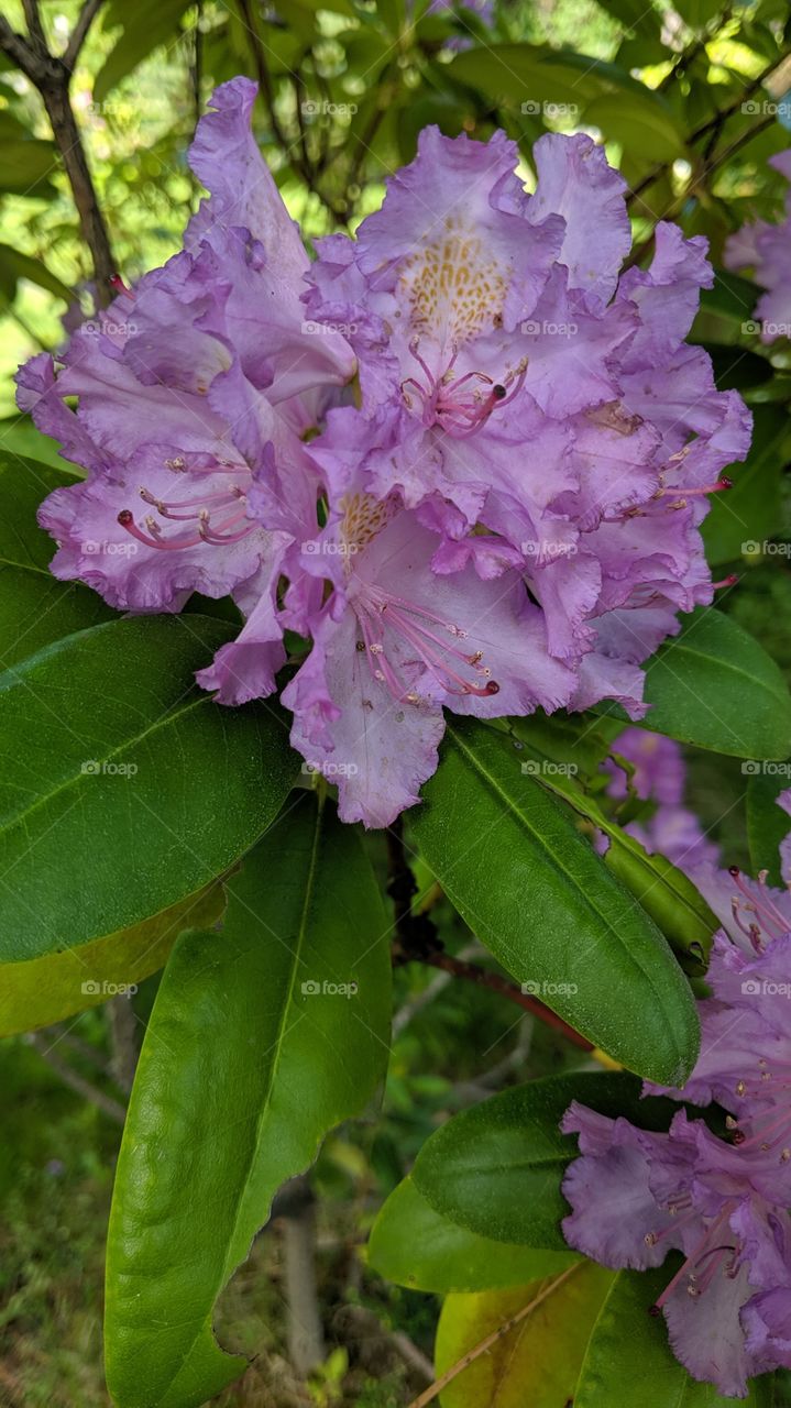 rodedendron with purple flowers