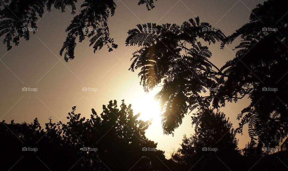 tree palm sunrise tropical by swatchtime