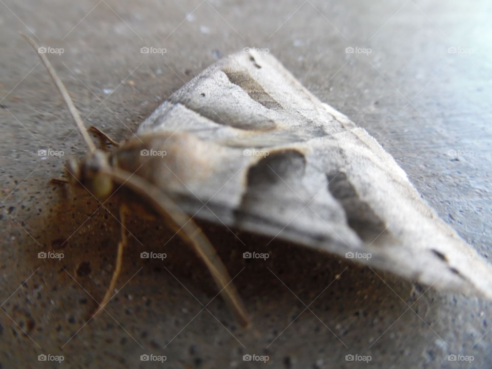 miller on the prowl. This is a picture of a moth that is very well blended into the pavement