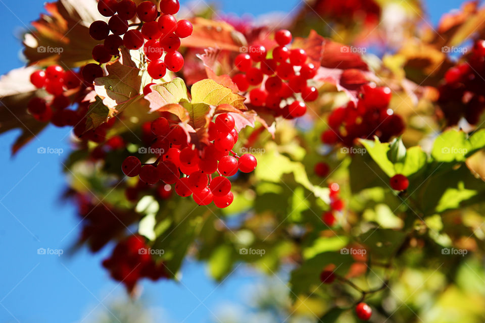 Garden harvest. Red currant berries on a branch 