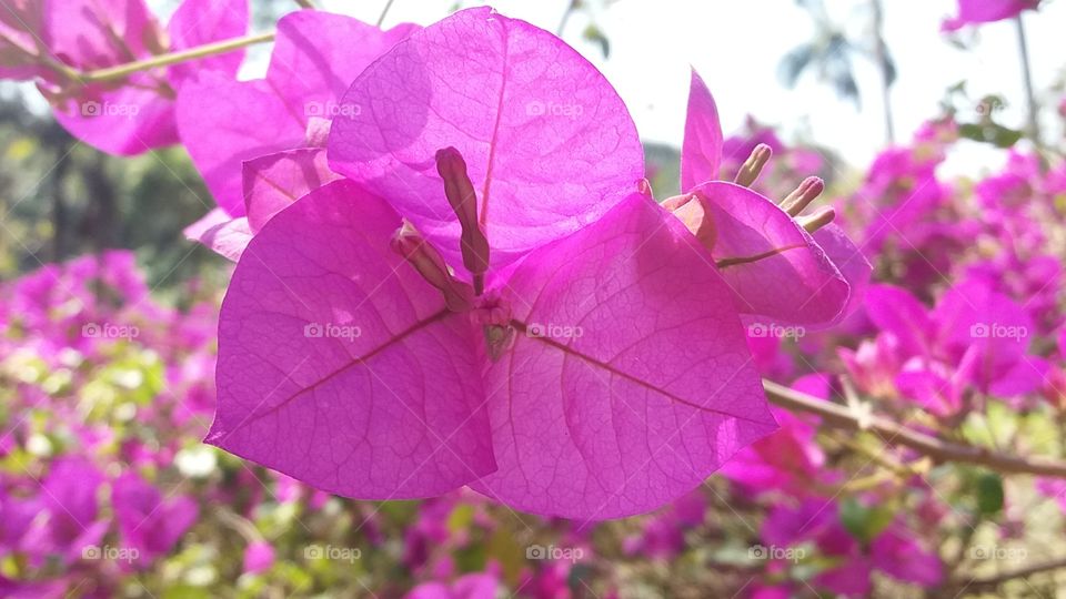 Bougainvillea