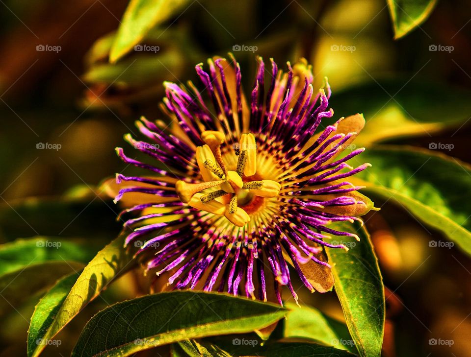 Passion  flower  - purple - golden shade